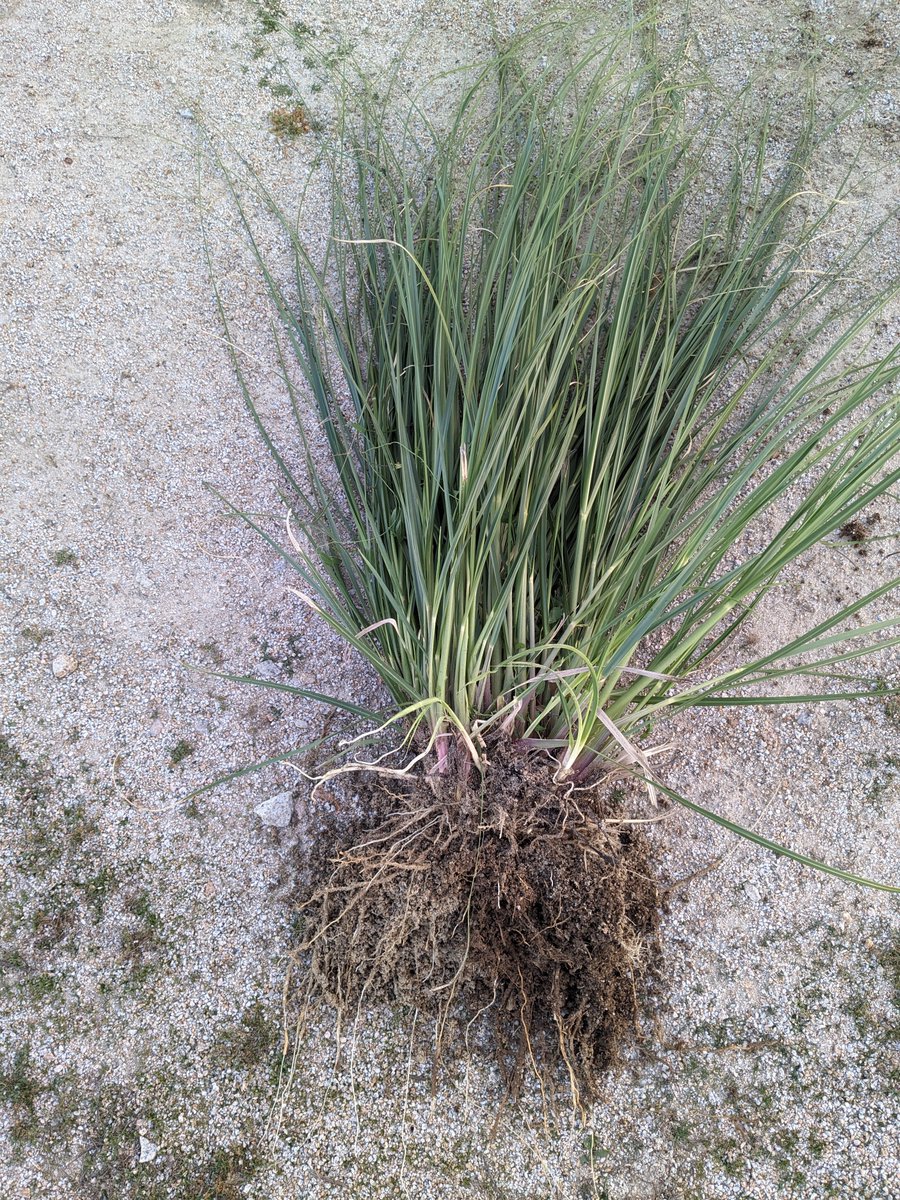 arbacebollera's tweet photo. Primera evidencia del carácter invasor del Plumero de la Pampa (Cortaderia selloana) en #Moralzarzal (Madrid).
Retirado un ejemplar dentro del Arboreto de Moralzarzal procedente de semillas dispersadas desde la urbanización La Herradura.
#stopinvasoras
@InvaPlant @stopcortaderia https://t.co/wuYsdh4zyg