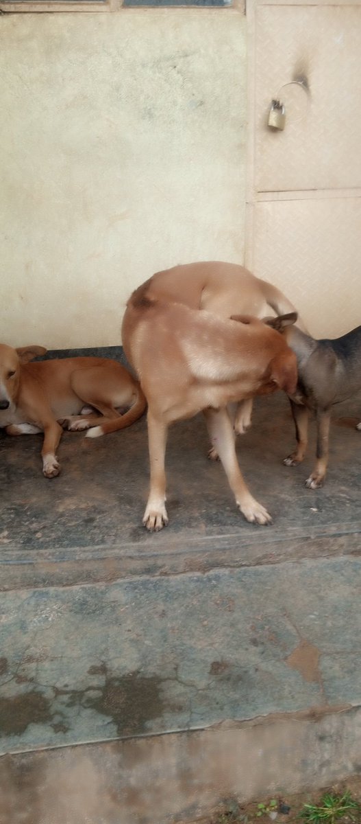 preciousha6338's tweet photo. Save save save there lives please doglovers am kindly requesting for your support they are dieing of anger the situation is bad #doglovers #dodo #animallovers #donating #helpdogs #dogsftwitter #dogsfX #savedogs #rescue #foster https://t.co/I7WmQ0oFjd https://t.co/TLoraRyt5Y