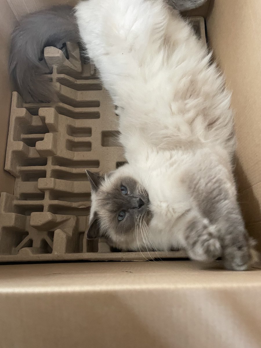 TheWordWell's tweet image. It’s all mine!!! #catbox #Caterday 
🐾😻🐾😻🐾