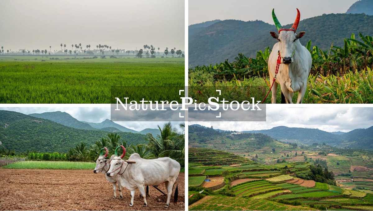 privinsathy's tweet photo. Cultivating Life: Agriculture and Village Farming in Images
Experience the rural tapestry through captivating images of agriculture and village farming. Dive into the world of farming, witnessing the harmony between the land and its stewards.

https://t.co/IJ20S8RfMG https://t.co/DqmzhR7isH