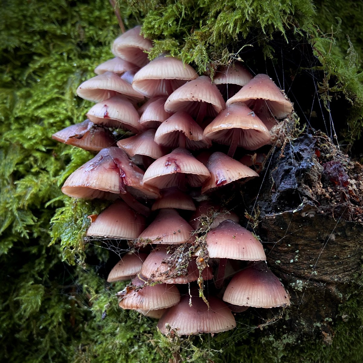 Mycena haematopus - Burgundydrop Bonnet aka Bleeding Fairy Helmet🩸