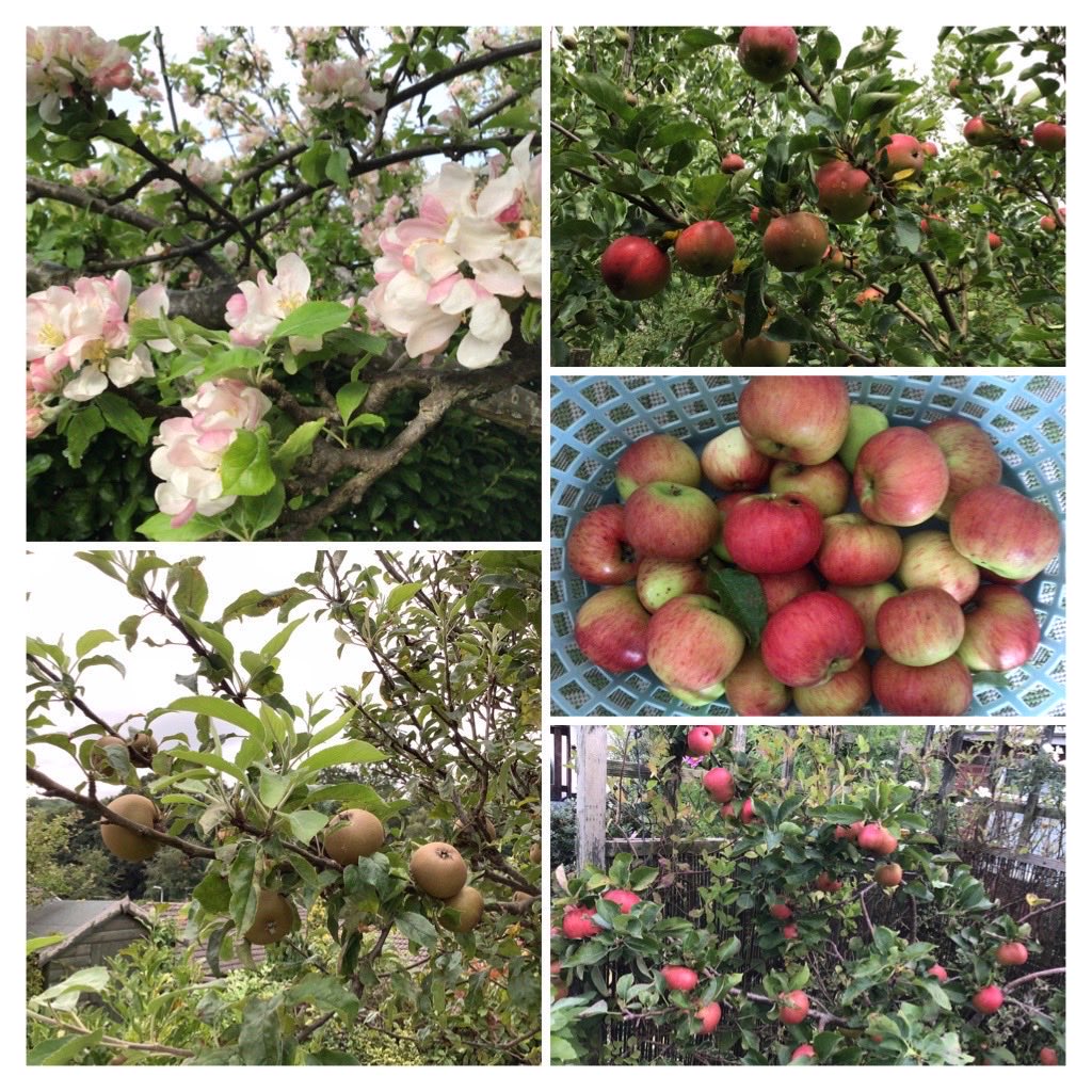 jobutlerthomas's tweet photo. #Appleday.       Apple  ...used as a symbol for everything ..from beauty to knowledge  
, love , affection  &amp; original sin !      #plantafruittree.  #patiotrees https://t.co/7Ko14q55kO