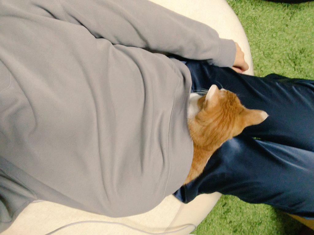 okoge_ten's tweet photo. 急激に寒くなったからか、今までした事ない暖の取り方されてる。私も暖かくて一石二鳥。 https://t.co/iyL0hKdHHA