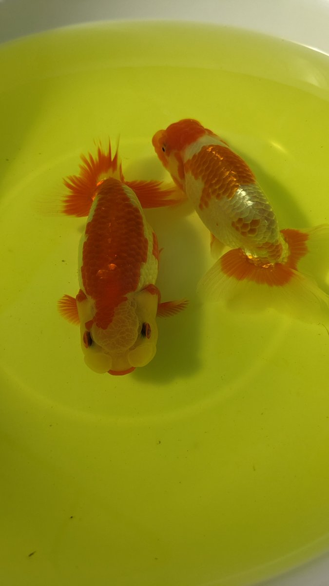 marupapa_415's tweet photo. らんちう。 https://t.co/w6MSL2EEIb