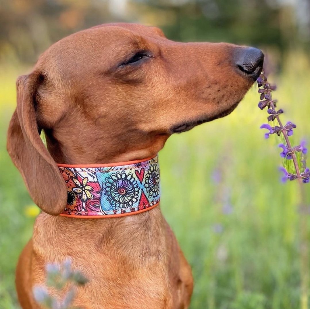 Henry ❤️❤️❤️

 #dachshundsonly #dachshundofinstagram #dachshundsofig #dachshundlife