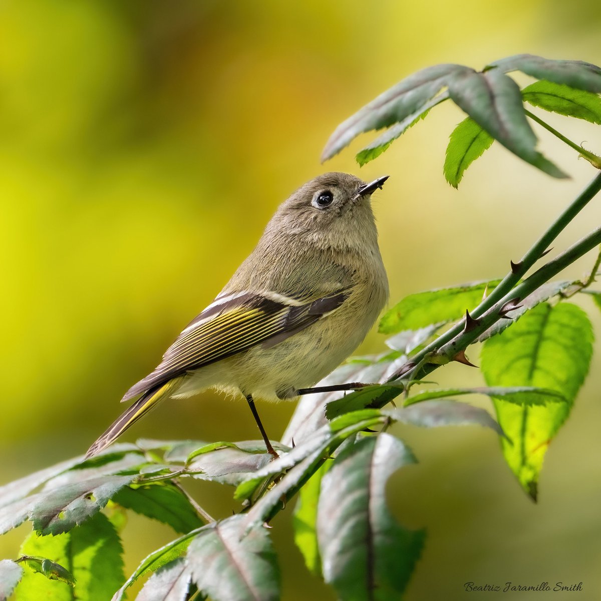 Ruby-crowned Kinglet. @CentralPark_NYC #birdcpp #fallmigration2023 #centralparkbirds #birding #birdingphotography #birdwatching #birdscentralpark #BirdsOfTwitter #birds #migratorybirds