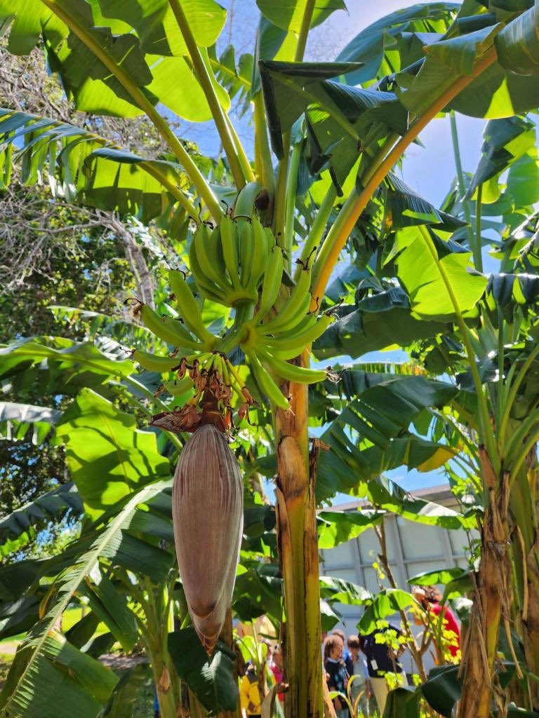 GratignyGators's tweet image. Pre-k Gratigny Gators learning about Bananas in our garden! #MDCPS Your Best Choice