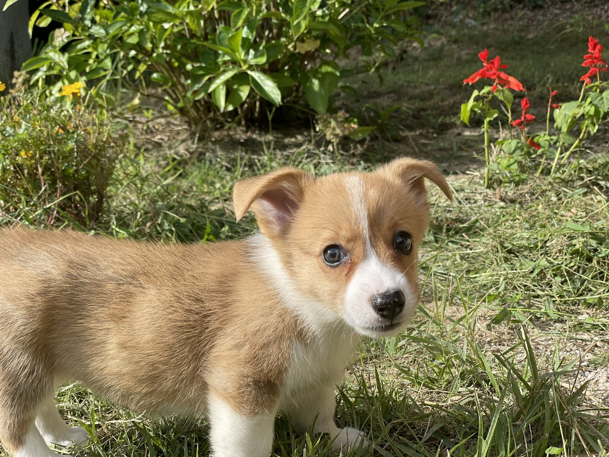 tsuruta_3232's tweet photo. 新しい家族💓
コーギーのリン（梨）ちゃんです。
よろしく🐶
#仔犬
#コーギー
#コーギーの仔犬
#犬と暮らす https://t.co/8CnU8apHan