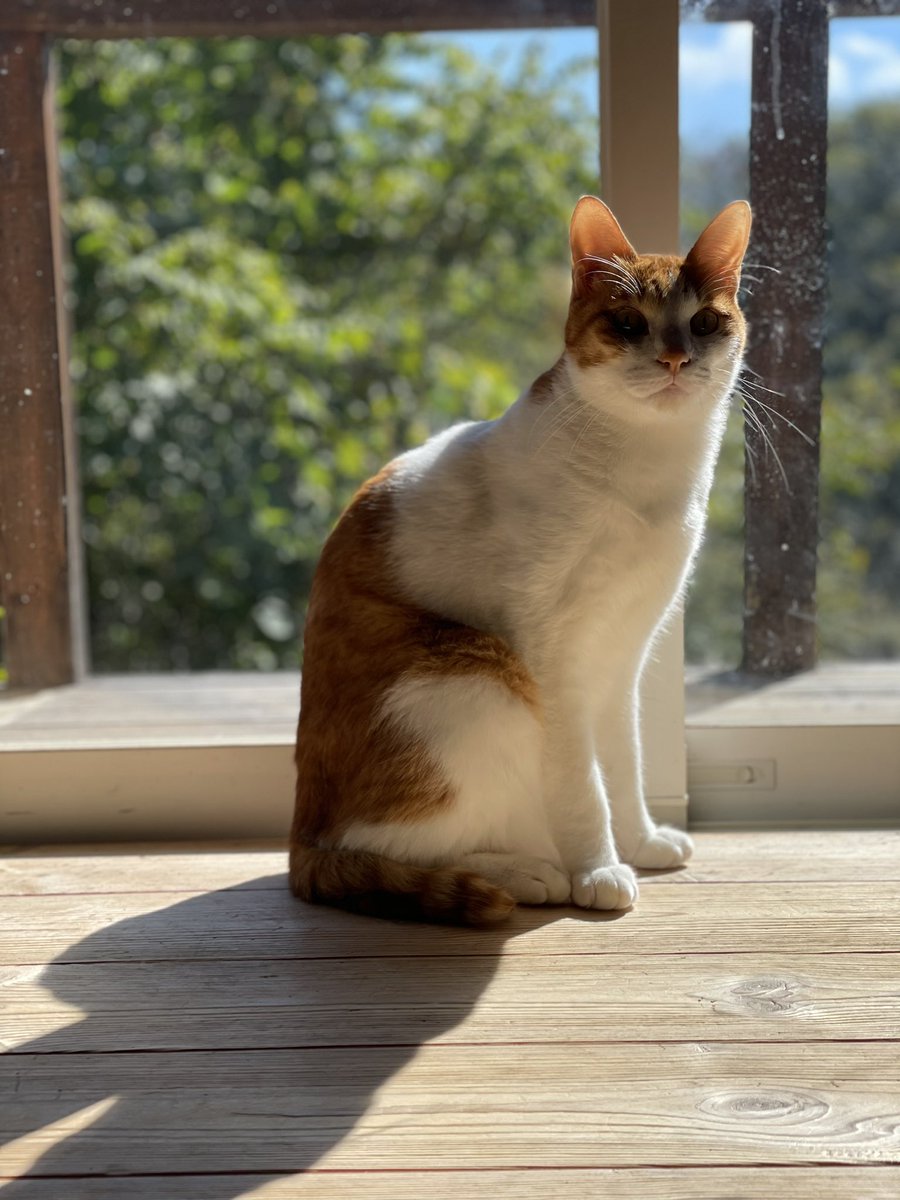 anko_t3232's tweet photo. ネコは静か
もう大人だからね
梅くんって名前です。
#朝日と猫
#ネコと暮らす
#ネコ
#猫 https://t.co/FtKtYJrd5B