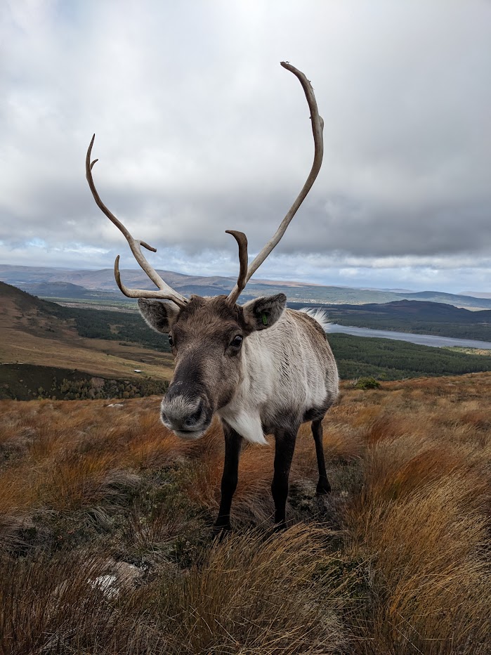 This is the lovely Fern! She's 16 years old which makes her one of the oldest reindeer in our herd. Now that she's well and truly retired from breeding she spends most of her days out free ranging in the hills. She's a friendly lass and it's always an absolute joy to see her 🤩