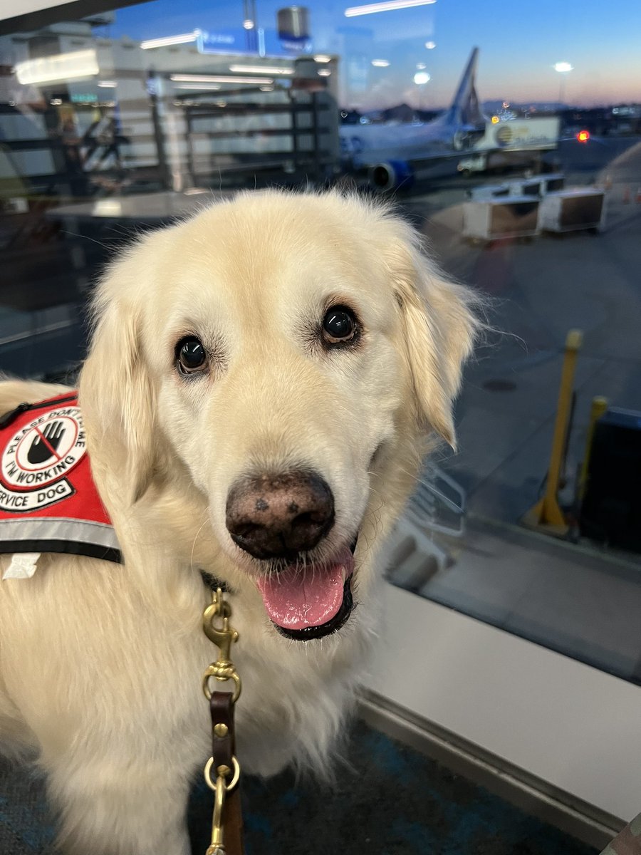 sampson_dog's tweet image. 1) Made it through TSA but not without one agent making Mom cry. We entered the Special Needs line next to PreCheck. Mom has Global Entry so she doesn’t have to bend over and remove her shoes. The agent told Mom she  wasn’t in the preCheck line - when she hesitated he stood up ,