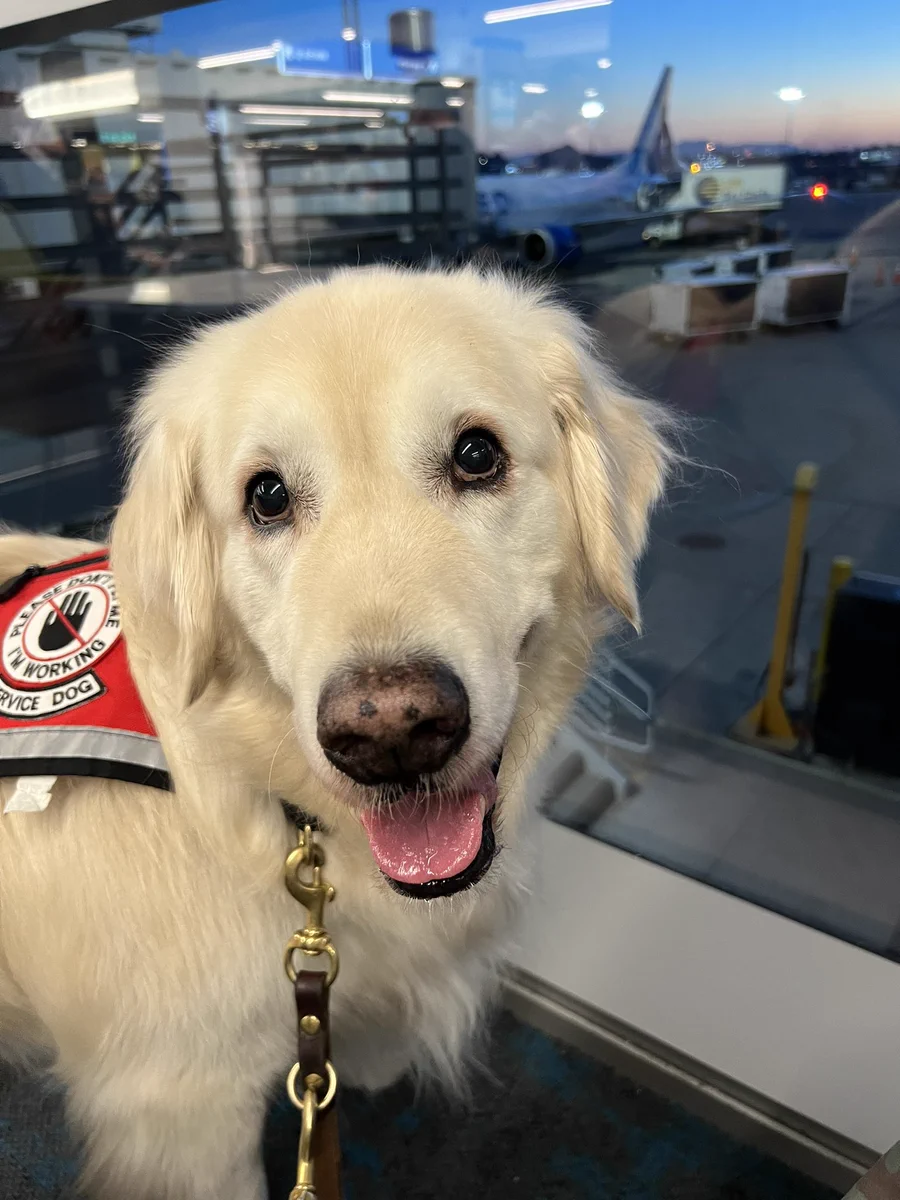 A happy looking fluffy white dog wearing a service dog vest standing in front of an airplane