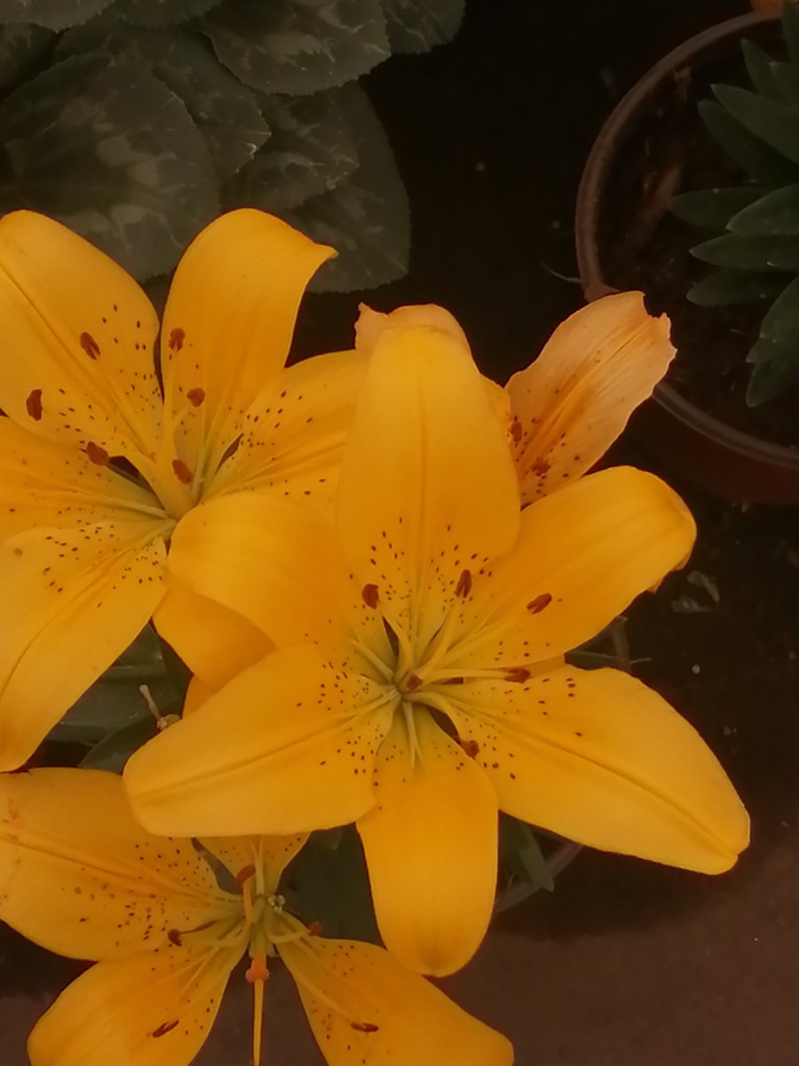 Pedro Cabrera (@pcabrera67) on Twitter photo 