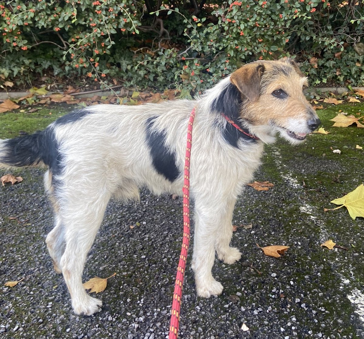 Animal Adoptions UK 🐕‍🦺🐈🐎❤️ tweet media