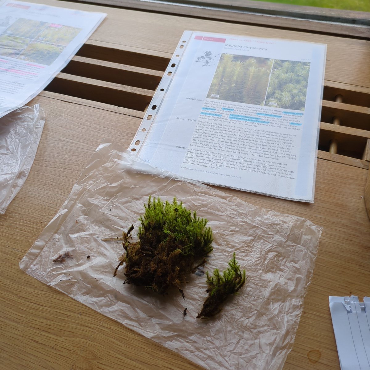 Bryophyte workshop with Dr. Joanne Denyer at the BSBI Irish Autumn Meeting. #BSBIAutumnMeeting #Bryophytes