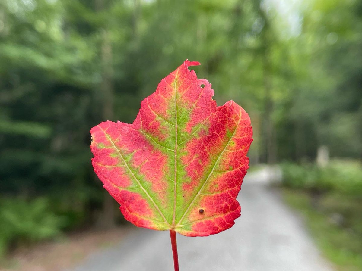 eetreehouses's tweet image. Come and be tucked away for a bit at 
Ella’s Enchanted Treehouses!
eetreehouses.com 
You’ll be glad you did! 
Book Now! #treehouse #treetop #washingtonpa #washingtondc #Pennsylvania #WestVirginia #Ohio #Virginia #Maryland #treesplease #Memories