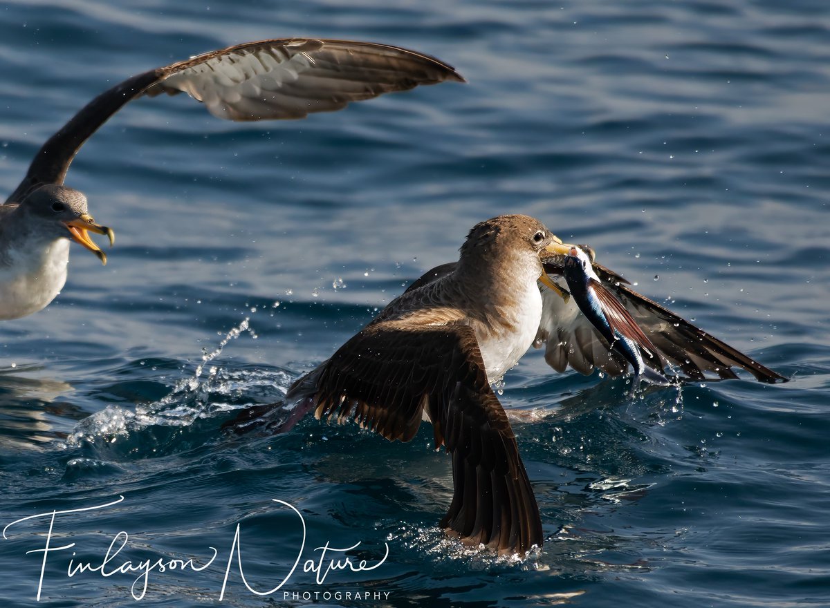 Cory's Shearwater with flying fish @GibMarine @FinlaysonGib @GibGerry @gonhsgib @ThinkingGreenGI @InfoGibraltar @TheSeabirdGroup @Seabirders @SeabirdCentre @_BTO @Natures_Voice
