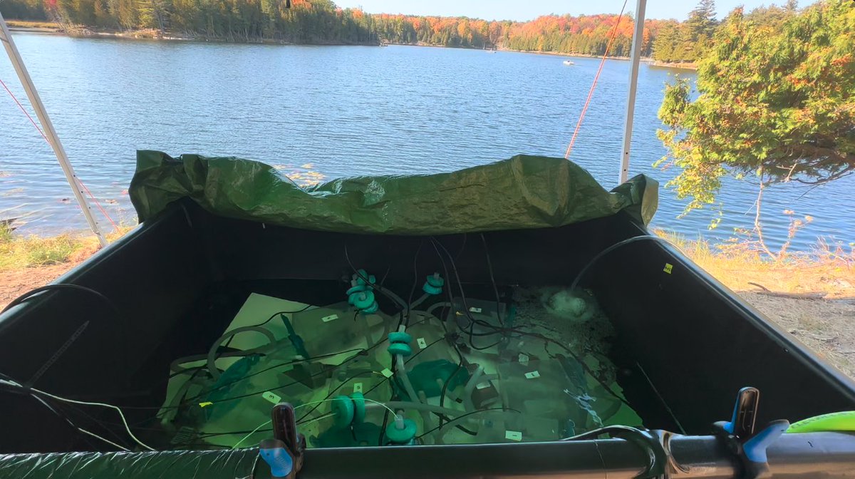 bradhowelll's tweet photo. Photos highlighting the first fieldwork for my PhD @TrentUniversity. Here I'm doing field respirometry for SMR followed by tagging with @Innovasea V3 predation tags. Lots of help from others including @MitchellShorgan, @ChrisOnFish, @luc_larochelle, @zachdjones11, and @ben_hlina. https://t.co/l4PtpaVjPF