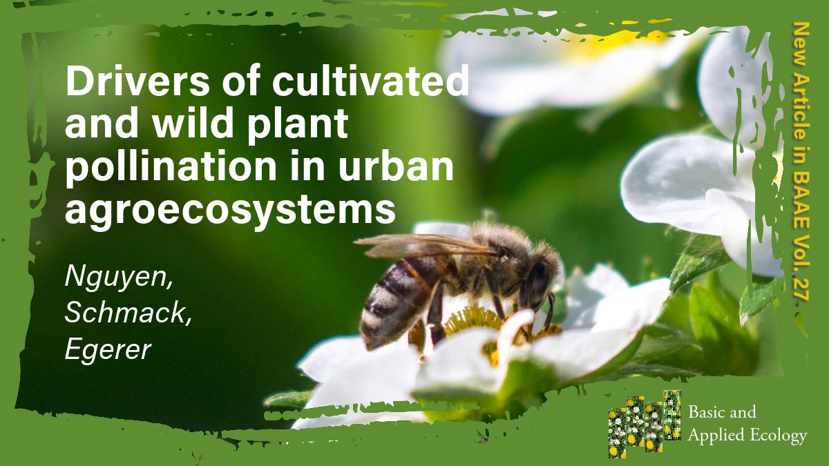 Floral #resources can #boost garden plant #pollination. Nguyen, @julia_schmack, and @MonikaEgerer (@TU_Muenchen) conducted a #pollination exclusion #experiment and found that biotic & abiotic parameters had different effects, suggesting trade-offs.@GfoeSoc sciencedirect.com/science/articl…