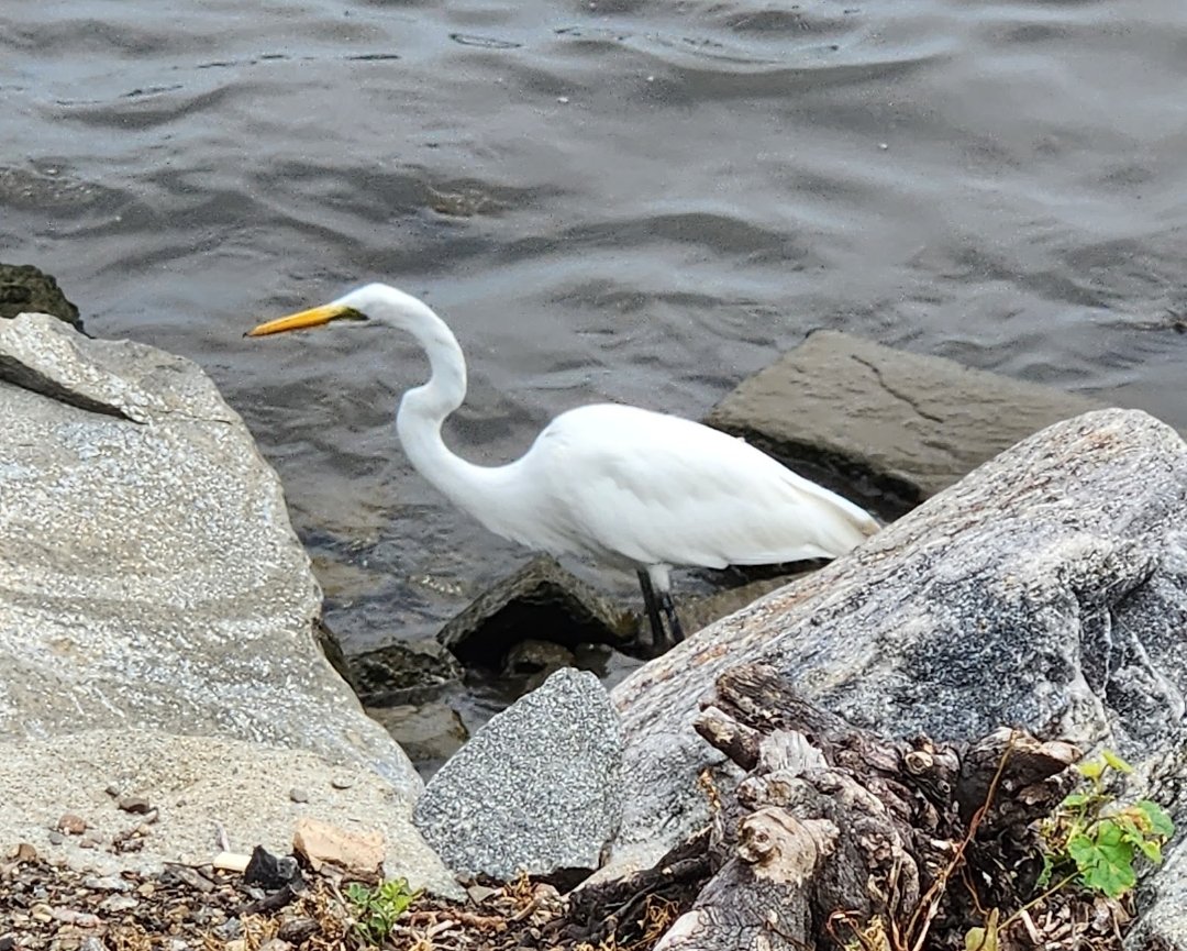 #EPA #EnvironmentalProtectionAgency #HudsonRiverWaterfrontwalkway #NewJersey #HudsonRiver #wildlife 
Shoppingcarts, plastics, rubber, tires, rebar, metals, machinery, etc. It's not a dump site, it's #pollution anyone can see, but is ignored. It's all our #responsibility