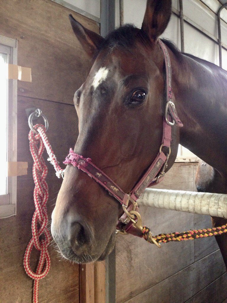umalove20205's tweet photo. 明日の朝は1桁らしいのだが...(꒪д꒪II
ビーム🐴特集中‼️『ホントイケメンだよな✨ 』
#馬 #馬好き #馬好きさんと繋がりたい #雑学 #馬雑学 #horse #lovehorse #写真 #動物 #photo #photograph #引退馬 #キリトリセカイ #騸馬 #黒鹿毛 #darkbay #サラブレッド #元競走馬 https://t.co/uKWWdHu0uI