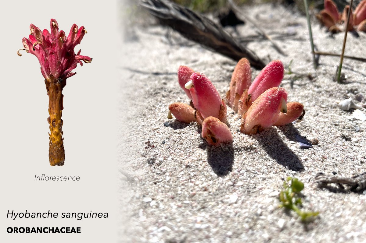 Some extraordinary parasitic plants around Cape Town, South Africa! Photographed on a recent expedition #Hydnora #Harveya #Mystropetalon #Hyobanche #parasiticplants #botany #SouthAfrica