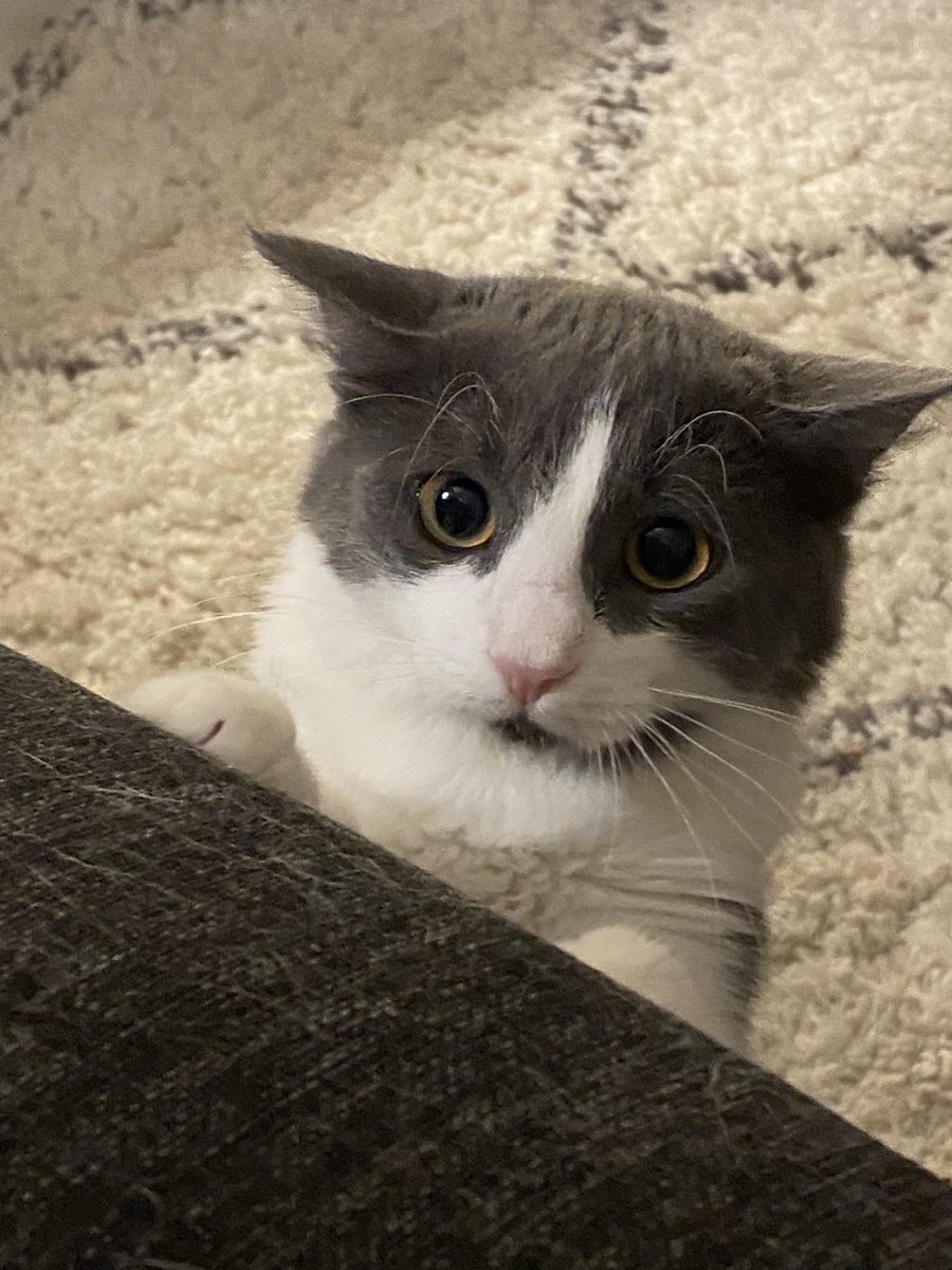 trinzu's tweet image. ‼️ Let’s fix 3 cars and get them winter tires‼️ 
Little criminal is asking help. Share some kibbles.

❄️🛞️HERTZ 78TH VEHICLE REPAIR/WINTERIZATION🛠️❄️

GOAL: 170 000 ₴ (€4405)
COLLECTED: €2744

DONATE: Paypal.me/TriinuP or send.monobank.ua/jar/4DFv3S2f61