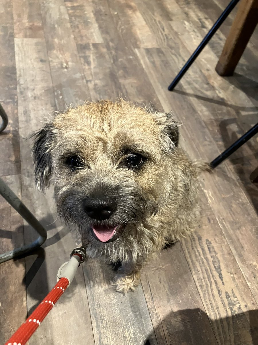 Is this the face of a pup who created chaos at the cafe this morning by knocking his water bowl over?

Yes, yes it is….🙈