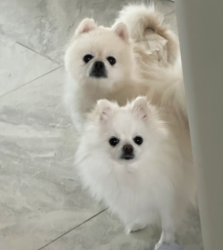 cabechee's tweet photo. 何してる? #子犬 #ポメラニアン #puppy #dog #pomeranian #camem #bert https://t.co/pajEYi2T1U