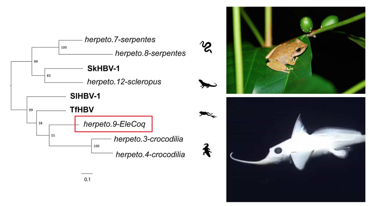 Paleovirologist's tweet photo. Mapping endogenous virus elements provided new insights into the host range and diversity of important virus groups.
We identified a novel lineage of amphibian hepadnaviruses (shown in tree).
We also found the remnants of a #hepadnavirus in the ghost shark genome. https://t.co/fCsj4xPgRZ