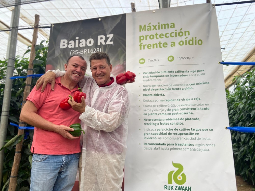innovamosjuntos's tweet photo. Presentamos 𝗕𝗮𝗶𝗮𝗼 𝗥𝗭. ¡El nuevo california temprano con máxima resistencia a oídio! Rojo intenso y rapidez de viraje a rojo.

🫑 Para ciclo temprano en #invernadero en la costa mediterránea. Ciclos largos por su gran capacidad de recuperación en invierno.

📸 @fhalmeria https://t.co/eQL9CK6NJR