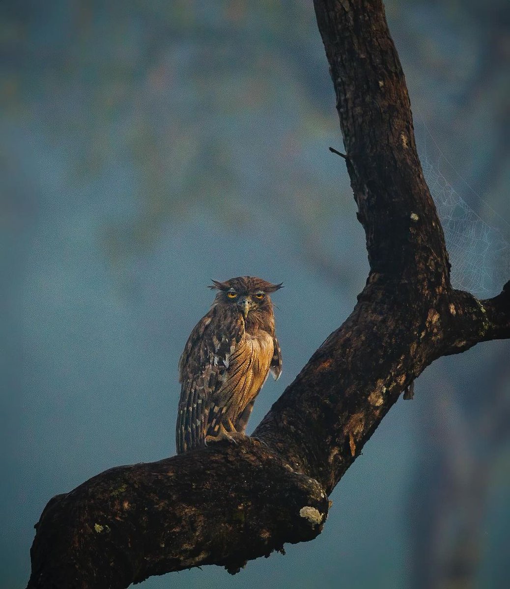 Brown fish owl photographed during safari by Jijo Varghese #bandipur #owl #brownfishowl #birdsofindia #travelphotography #wildlife #naturephotography #nature #BirdsOfTwitter #indiaves #birdphotography