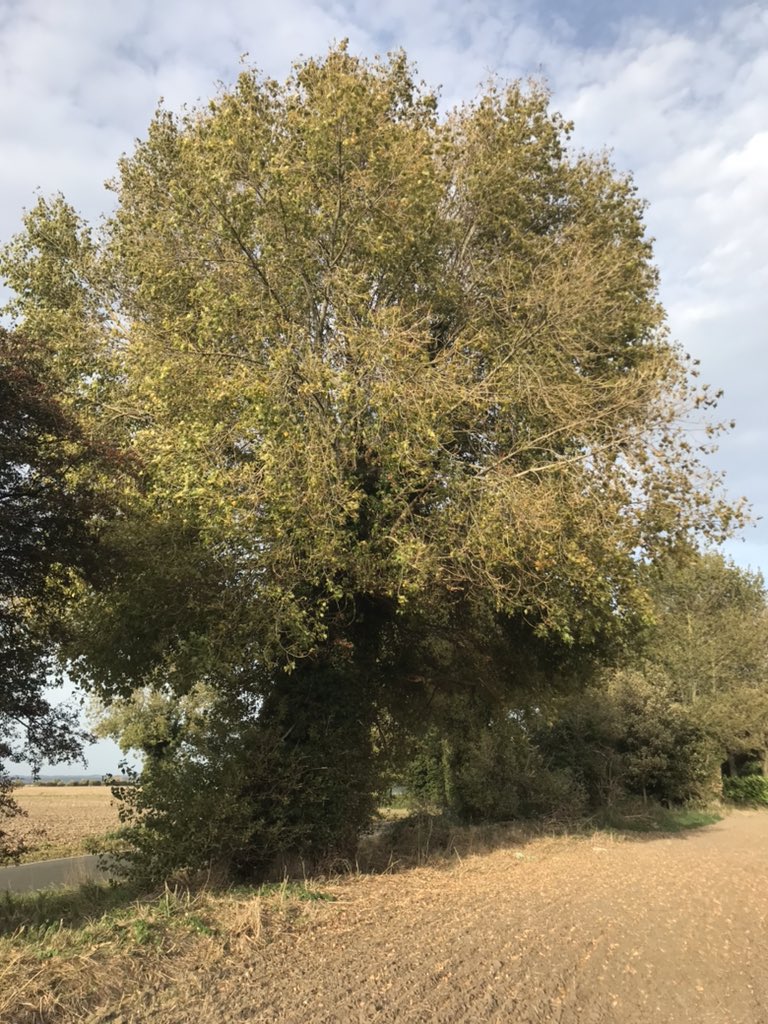 LeyshonOwen's tweet image. I had a cycle out to Ivychurch and Brenzett on the Romney Marsh to appreciate the native Black Poplars

Including the native sapling in a ditch at Ivychurch near to the female tree

Fantastic work by @KentFieldClub in funding DNA clonal analysis and @LemonStephen

@BSBIbotany