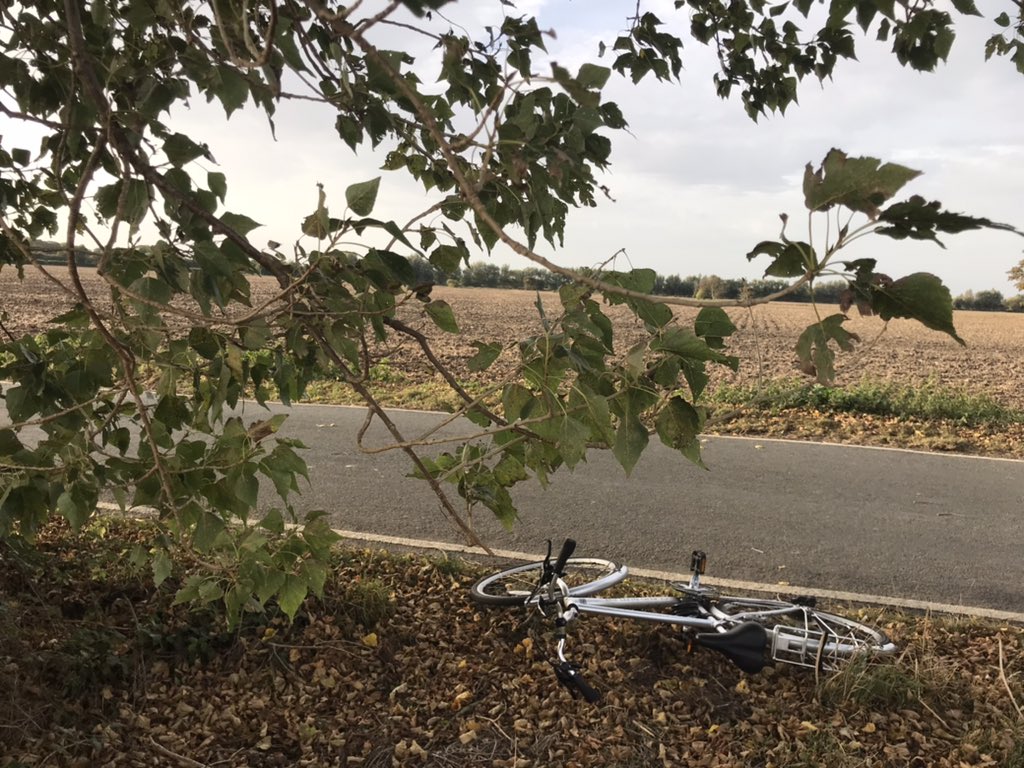 LeyshonOwen's tweet image. I had a cycle out to Ivychurch and Brenzett on the Romney Marsh to appreciate the native Black Poplars

Including the native sapling in a ditch at Ivychurch near to the female tree

Fantastic work by @KentFieldClub in funding DNA clonal analysis and @LemonStephen

@BSBIbotany