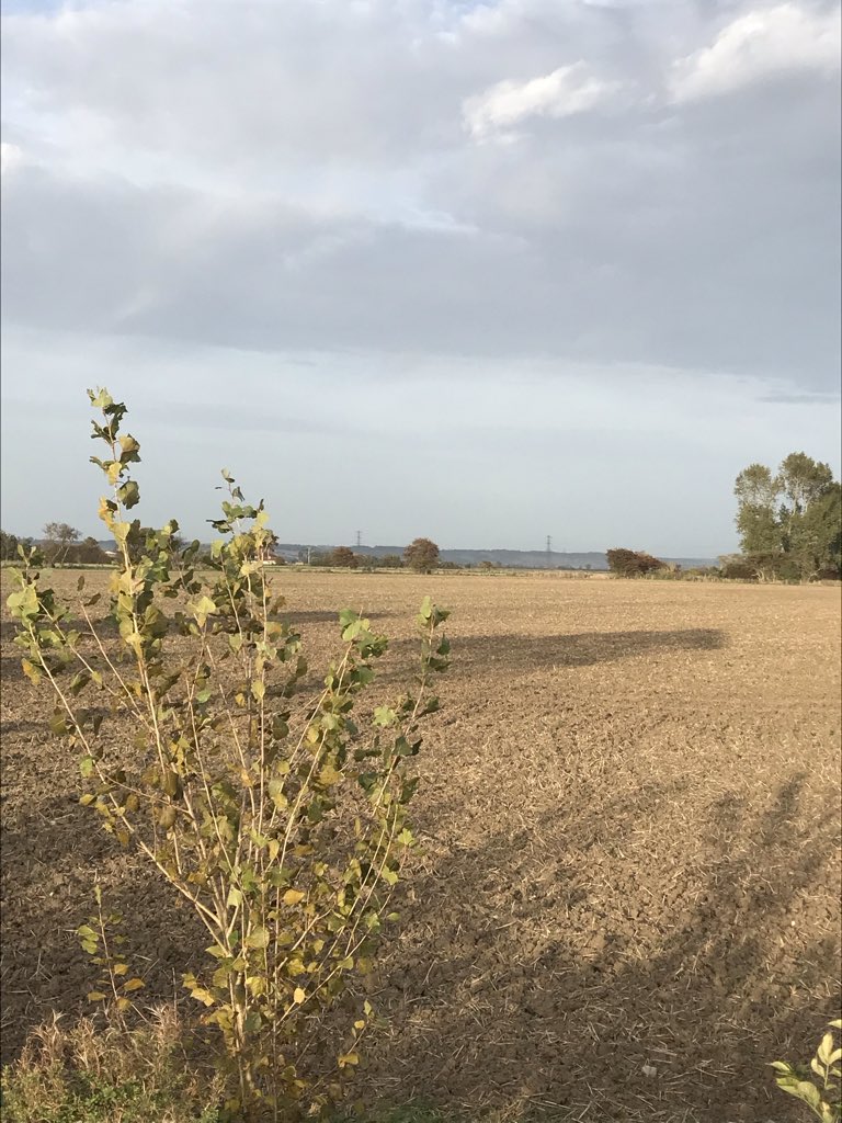 LeyshonOwen's tweet image. I had a cycle out to Ivychurch and Brenzett on the Romney Marsh to appreciate the native Black Poplars

Including the native sapling in a ditch at Ivychurch near to the female tree

Fantastic work by @KentFieldClub in funding DNA clonal analysis and @LemonStephen

@BSBIbotany