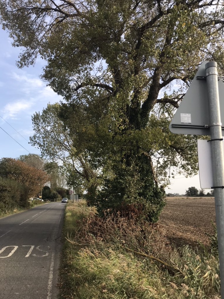 LeyshonOwen's tweet image. I had a cycle out to Ivychurch and Brenzett on the Romney Marsh to appreciate the native Black Poplars

Including the native sapling in a ditch at Ivychurch near to the female tree

Fantastic work by @KentFieldClub in funding DNA clonal analysis and @LemonStephen

@BSBIbotany
