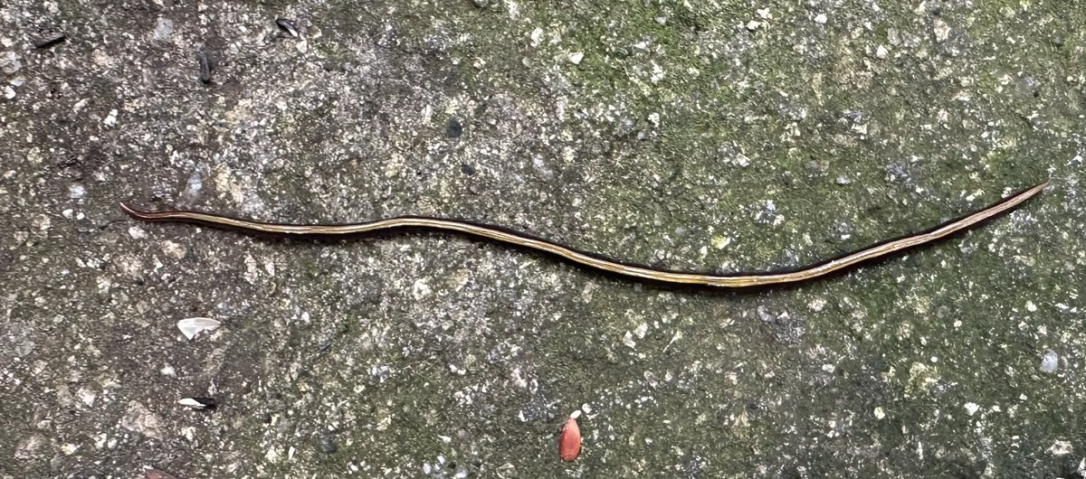 Springy Steve tweet media