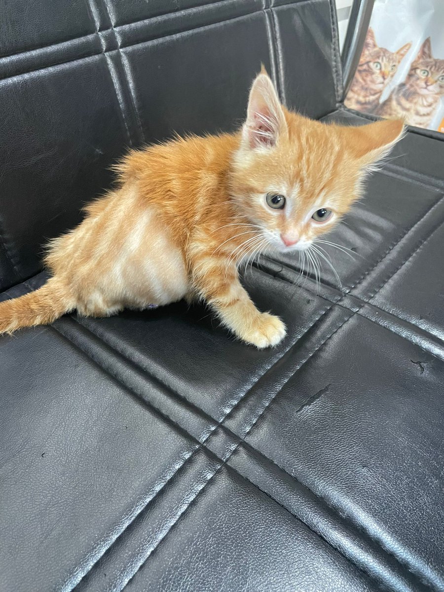 Bu bebeğin başına kaza ya da saldırı gelmiş, ablam bulduğunda sağ arka bacağı tamamen bitik durumdaydı😔 kliniğe kaldırdı bacağı ampute edildi. 1 ay daha bakımdan sonra yuva bulmamız gerekiyor.Bu halde sokakta yaşaması imkansız, RT'lermisiz 🥺 ANKARA

Twitter  <a href="/astronotYestir/">astronotYestır🎀 #BOYKOT</a>