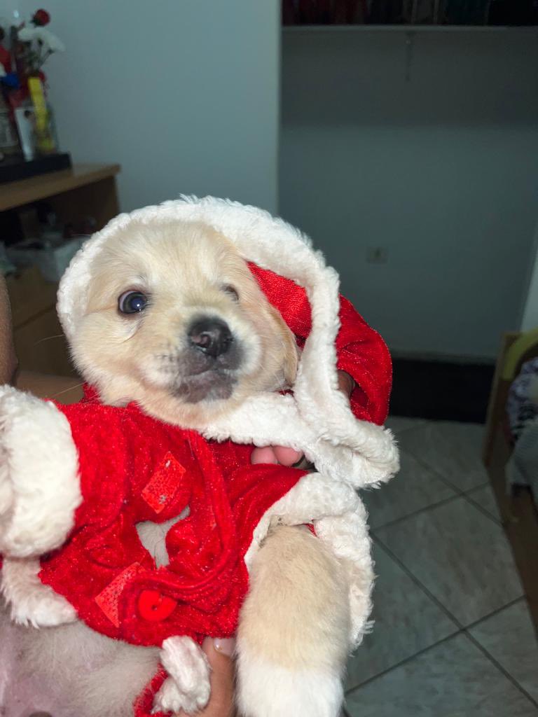 aadrianramoos's tweet photo. Ya estoy listo pa navidad papiii JAJAJA https://t.co/SGu0B9CHuz