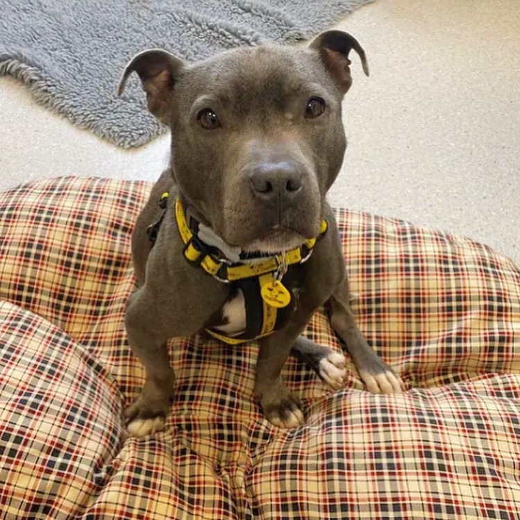 DT_Ballymena's tweet photo. It's #FireworksSeason ❇️👻 and Harmony is here with some helpful tips to keep your pooches relaxed when the whizzes and bangs begin 😌 Thanks Harmony! 

@dogstrust 
#ADIFL #DogTips #DogsAndFireworks #AdoptDontShop https://t.co/HuoyF2Te0u