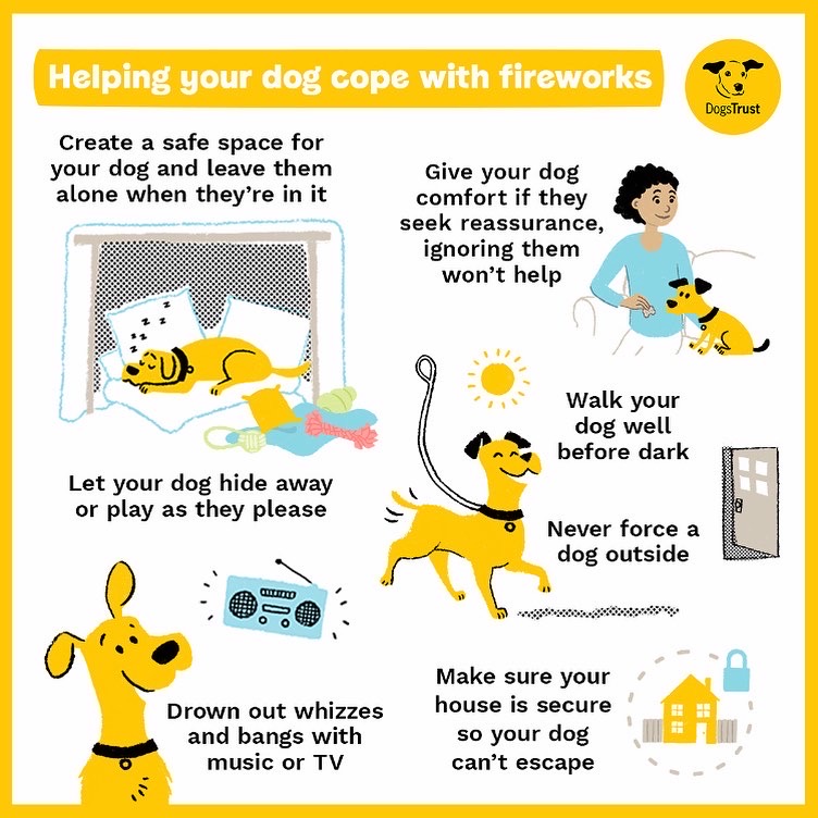 DT_Ballymena's tweet photo. It's #FireworksSeason ❇️👻 and Harmony is here with some helpful tips to keep your pooches relaxed when the whizzes and bangs begin 😌 Thanks Harmony! 

@dogstrust 
#ADIFL #DogTips #DogsAndFireworks #AdoptDontShop https://t.co/HuoyF2Te0u