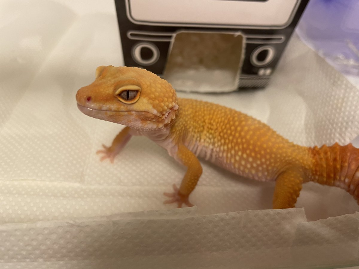 kanon0930rep's tweet photo. 遅くなりましたが、2023年10月15日のBIGレプにてお迎えしたこの子は【犀花(さいか)】と名付けました！🧡🌼💕

由来は、私が大好きな金木犀の色に似ていることと、丁度 金木犀が満開の時期に出会ったのでそこから1文字取りました🧡
花という字は私の名前の1文字から取りました🌼

これからよろしくね！ https://t.co/mJrvp3gsAB