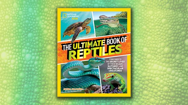 You won't win a staring contest with a snake. Snakes don't have eyelids, so they can't blink. amzn.to/3KQ75QQ #NationalReptileDay #snakes #reptiles #snake #scales #eyelids #snakeeyes #animals #nature