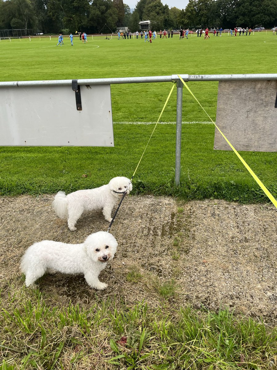 Ian Saunders (@cwrwgwrw) on Twitter photo In September Milou & Snowy took in some Welsh Cup action <a href="/LLANRWSTUTD_FC/">CPD LLANRWSTUTD FC</a> Vs <a href="/ConwyBoroughFC/">Conwy Borough FC 🏳️🌈</a> <a href="/nonleaguedogs/">nonleaguedogs</a> ⚽️🐩🐩⚽️ In September Milou & Snowy took in some Welsh Cup action <a href="/LLANRWSTUTD_FC/">CPD LLANRWSTUTD FC</a> Vs <a href="/ConwyBoroughFC/">Conwy Borough FC 🏳️🌈</a> <a href="/nonleaguedogs/">nonleaguedogs</a> ⚽️🐩🐩⚽️