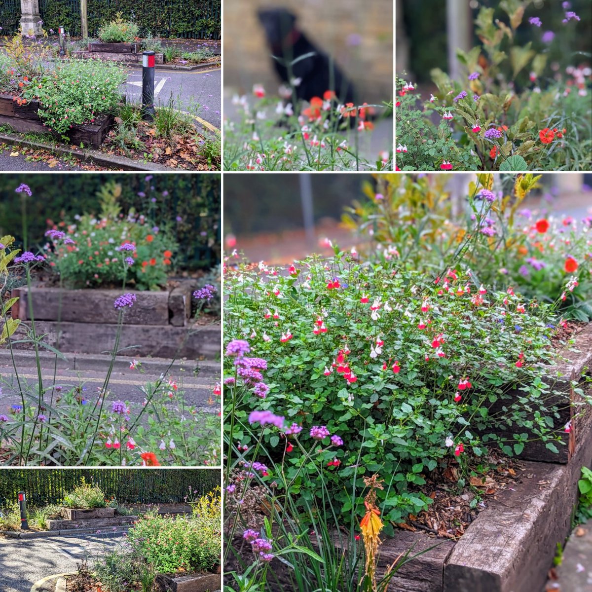 Despite the wet weekend our spirits are anything but dampened after our little gardening project somehow came third in the Townscape Awards People's Choice category! A little pic of our Bonner Hill Road planters earlier this week to brighten up your day too. ☀️💚🌻🌱 #Norbiton