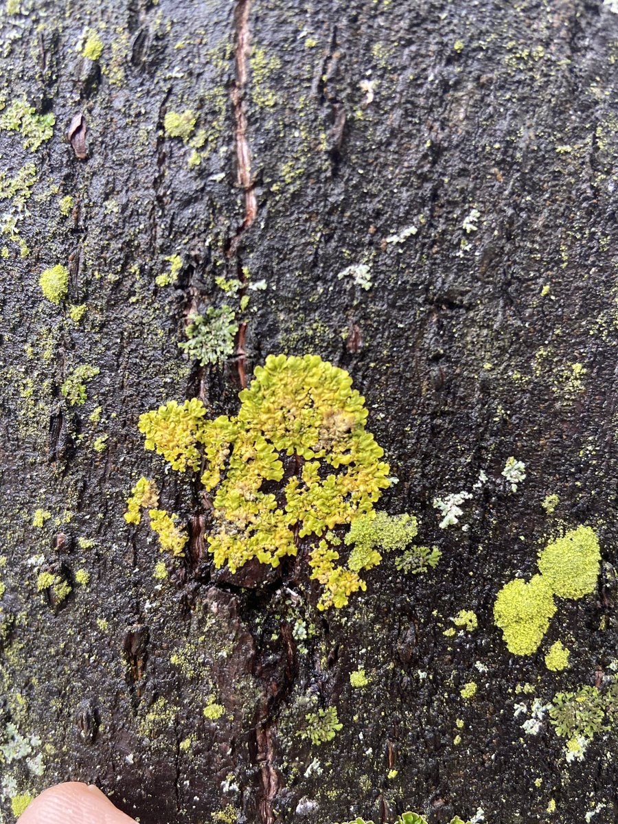LatynNL's tweet photo. Interessanter op mijn route naar de bakker zijn korstmossen op Hollandse linden, zoals Grauw rijpmos (Physconia grisea), Groot schildmos (Parmotrema perlatum) en Groot dooiermos (Xanthoria parietina); werelden op zichzelf!

#korstmossen #bomen #Rapenburg  #Leiden #obsidentify https://t.co/n7xU8gmy4y