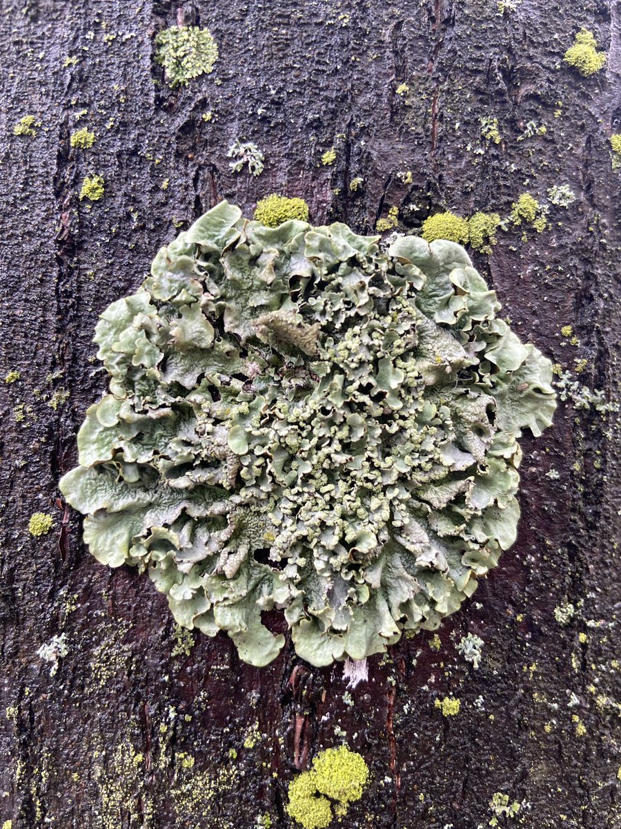 LatynNL's tweet photo. Interessanter op mijn route naar de bakker zijn korstmossen op Hollandse linden, zoals Grauw rijpmos (Physconia grisea), Groot schildmos (Parmotrema perlatum) en Groot dooiermos (Xanthoria parietina); werelden op zichzelf!

#korstmossen #bomen #Rapenburg  #Leiden #obsidentify https://t.co/n7xU8gmy4y