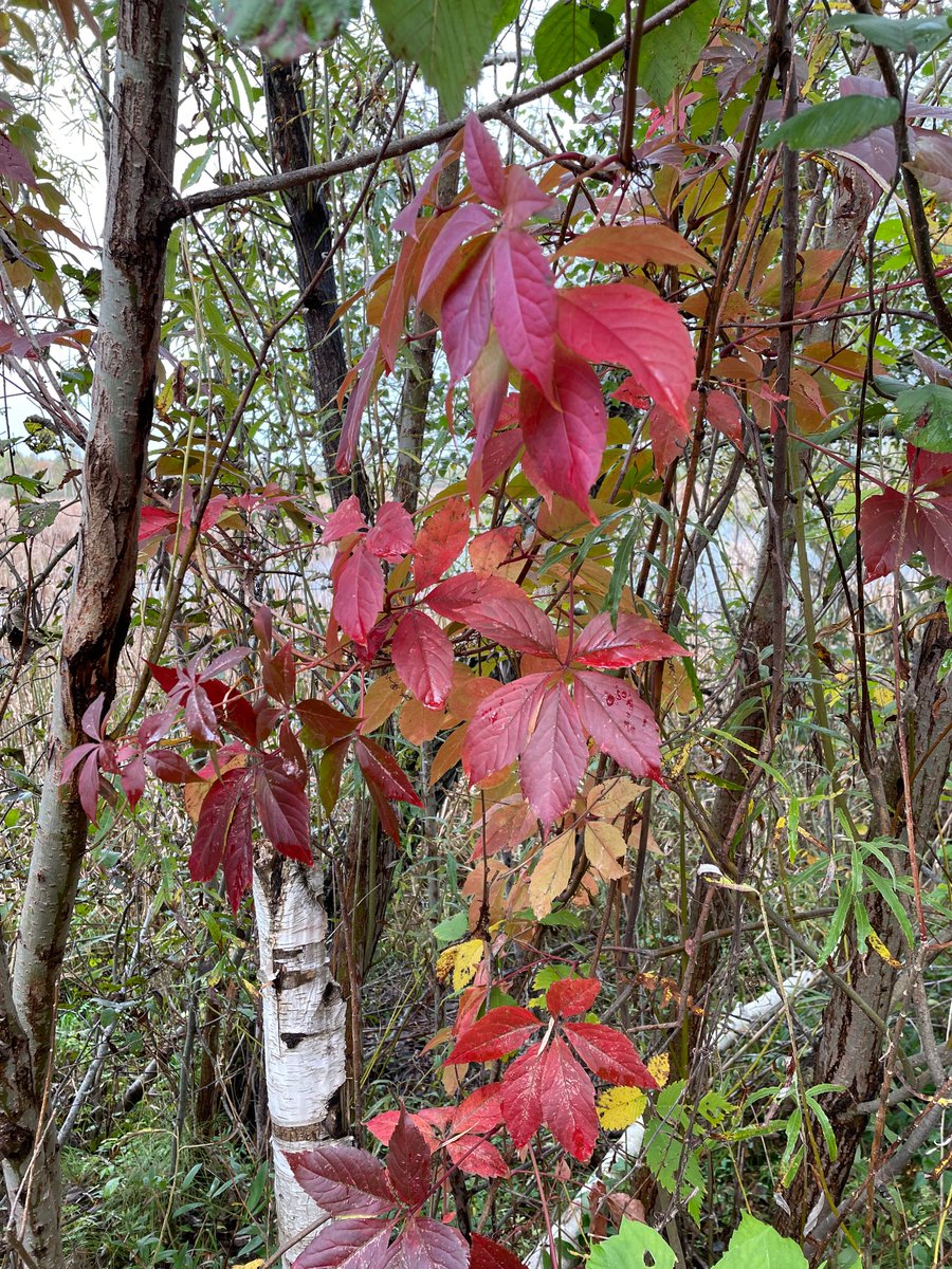 Frances Cunning tweet media