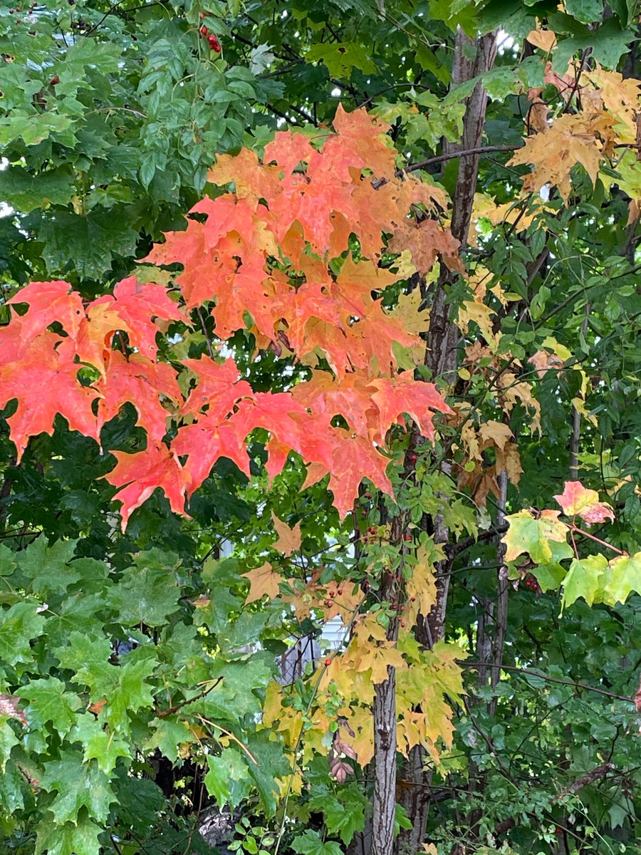 Frances Cunning tweet media