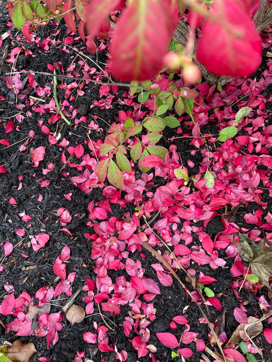 Frances Cunning tweet media